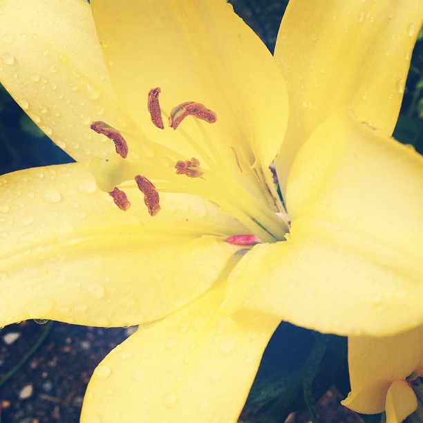 Quelques choses dont je veux me&nbsp;souvenir…