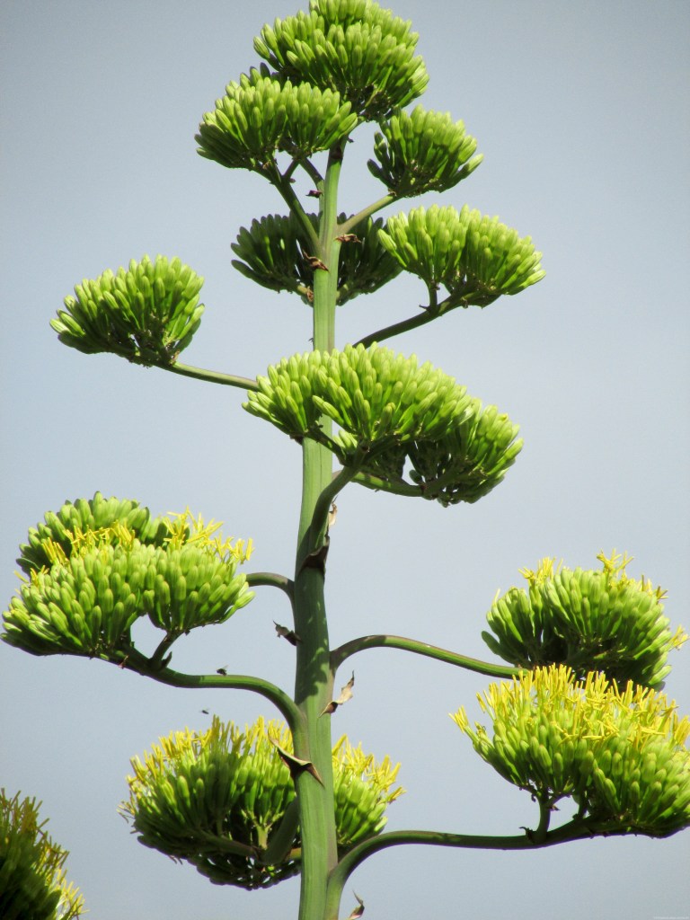 Agave en fleur
