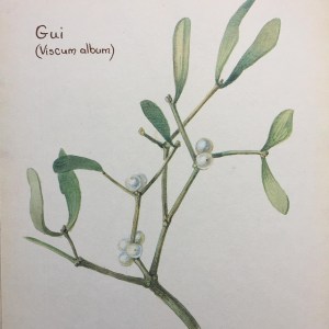 Journal champêtre d'Edith Holden