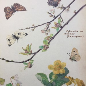 Journal champêtre d'Edith Holden