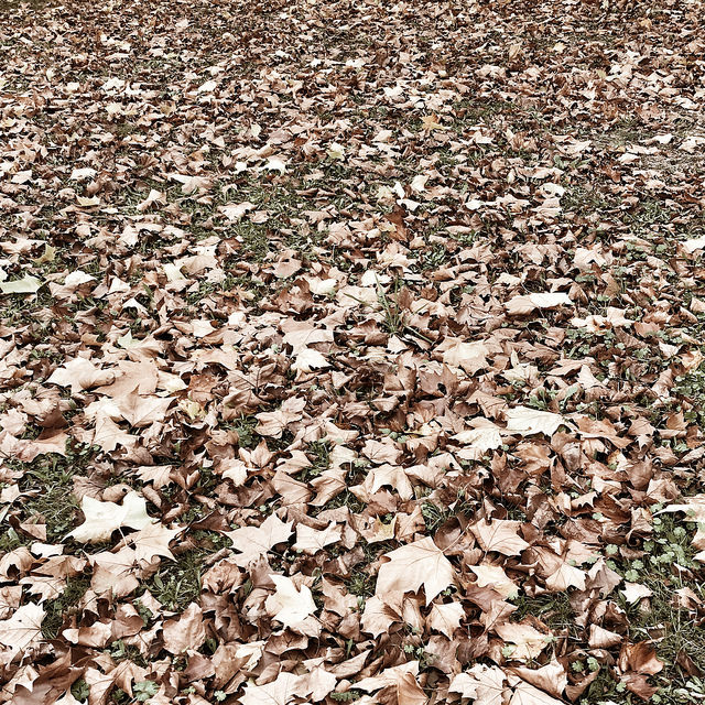 Les feuilles mortes se ramassent à la pelle...