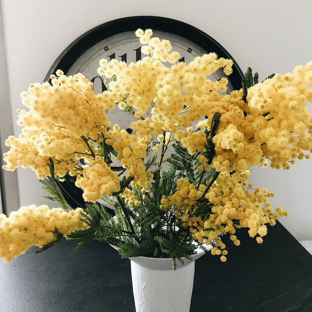 Quelques brins de mimosa