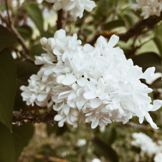 Lilas blanc du jardin