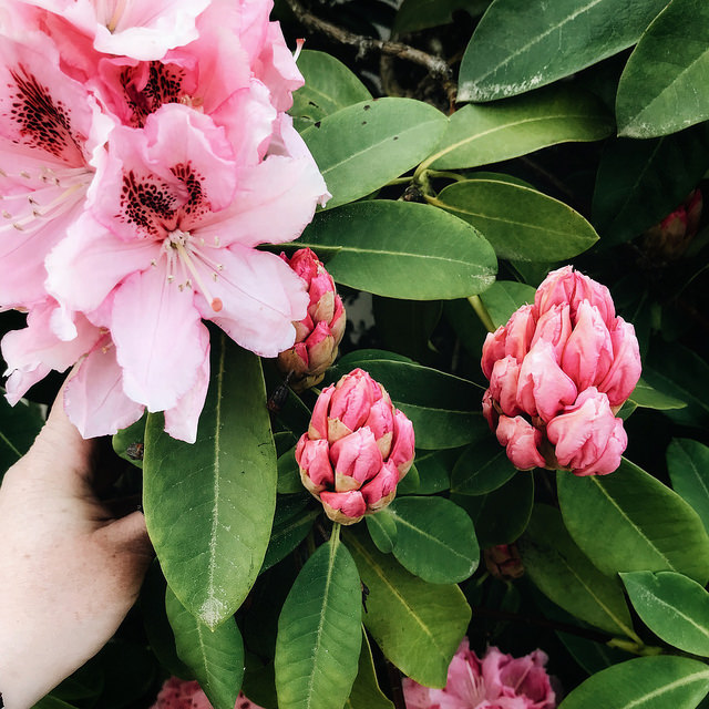 Encore des fleurs roses
