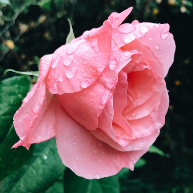 Moi je t'offrirai, des perles de pluie....