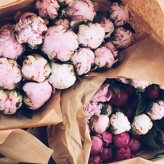 Pivoines ♥