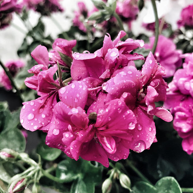 Géraniums sous la pluie