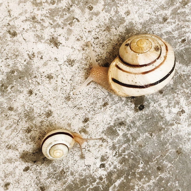 Maman escargot et bébé escargot