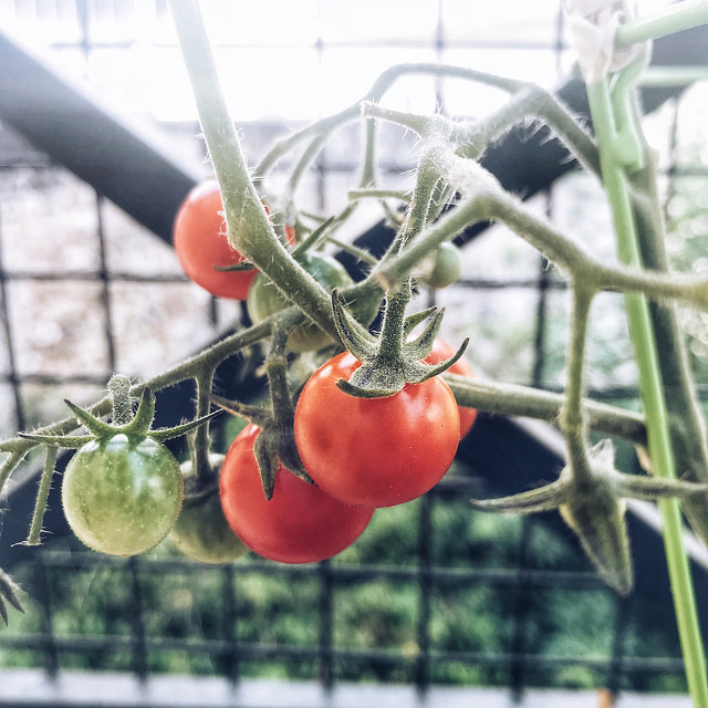 Les tomates sont mûres