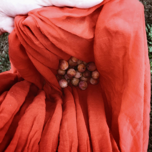 Les fruits et légumes du jardin