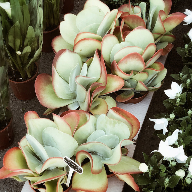 Acheter une drôle de petite plante