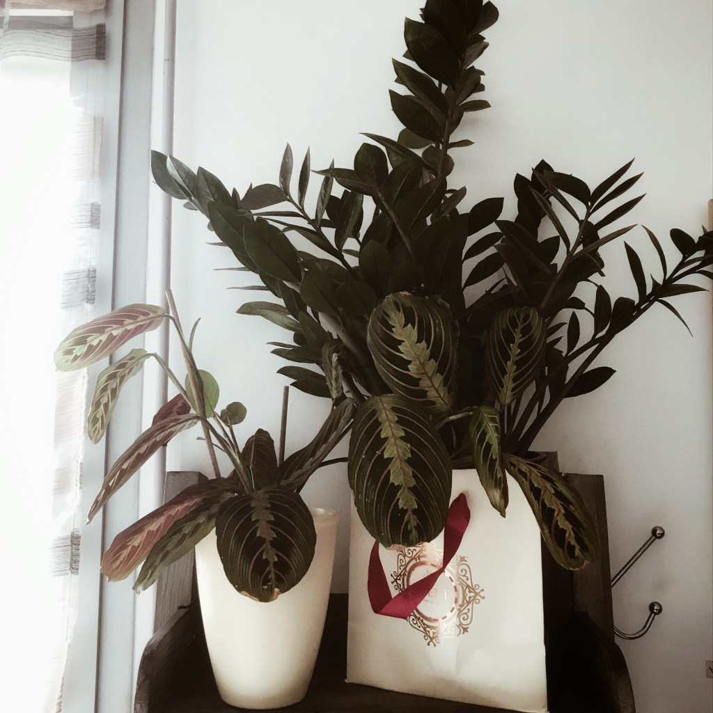 Maranta et Zamioculcas Zamiifolia