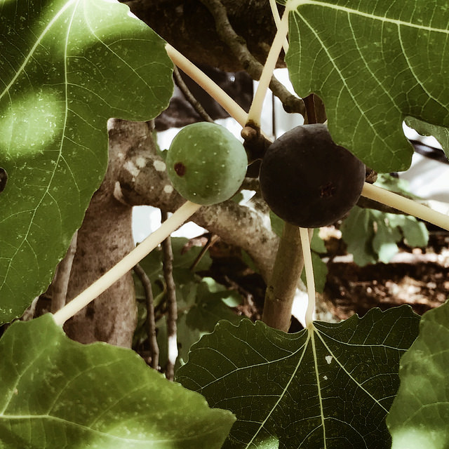 Le conte des deux figues