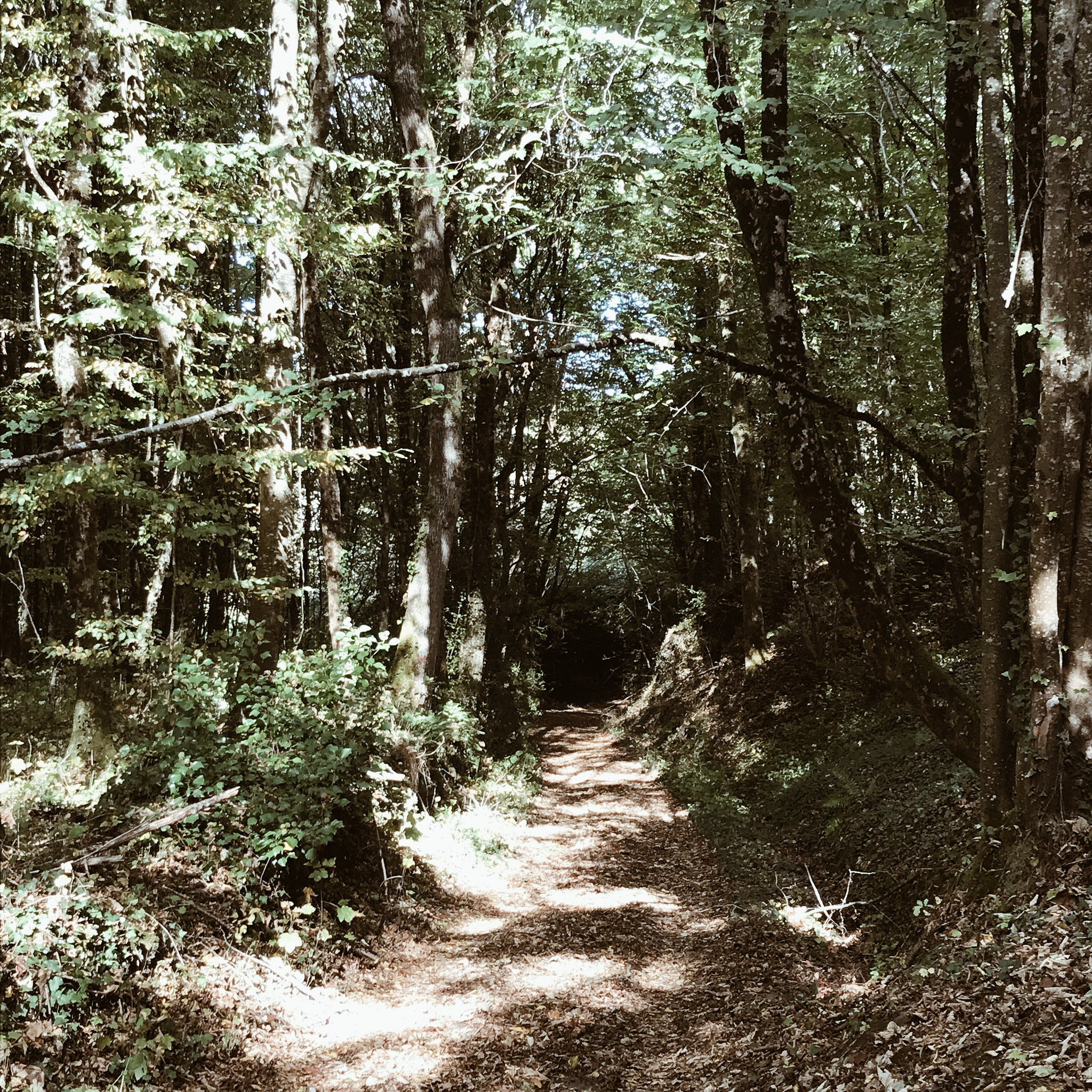 Le monde est une forêt de symboles