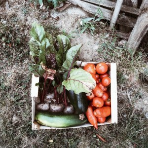 Légumes du jardin
