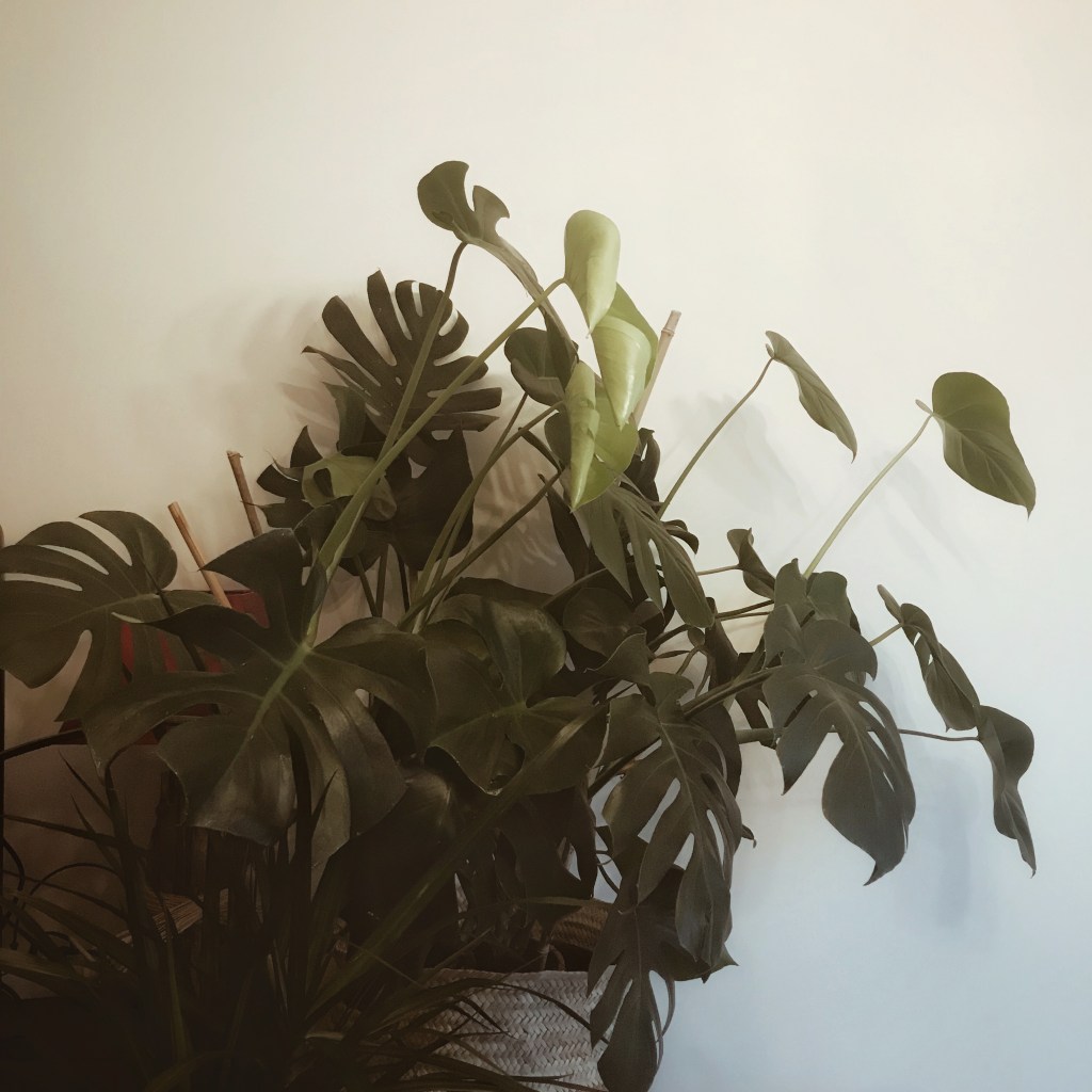 Monstera monday