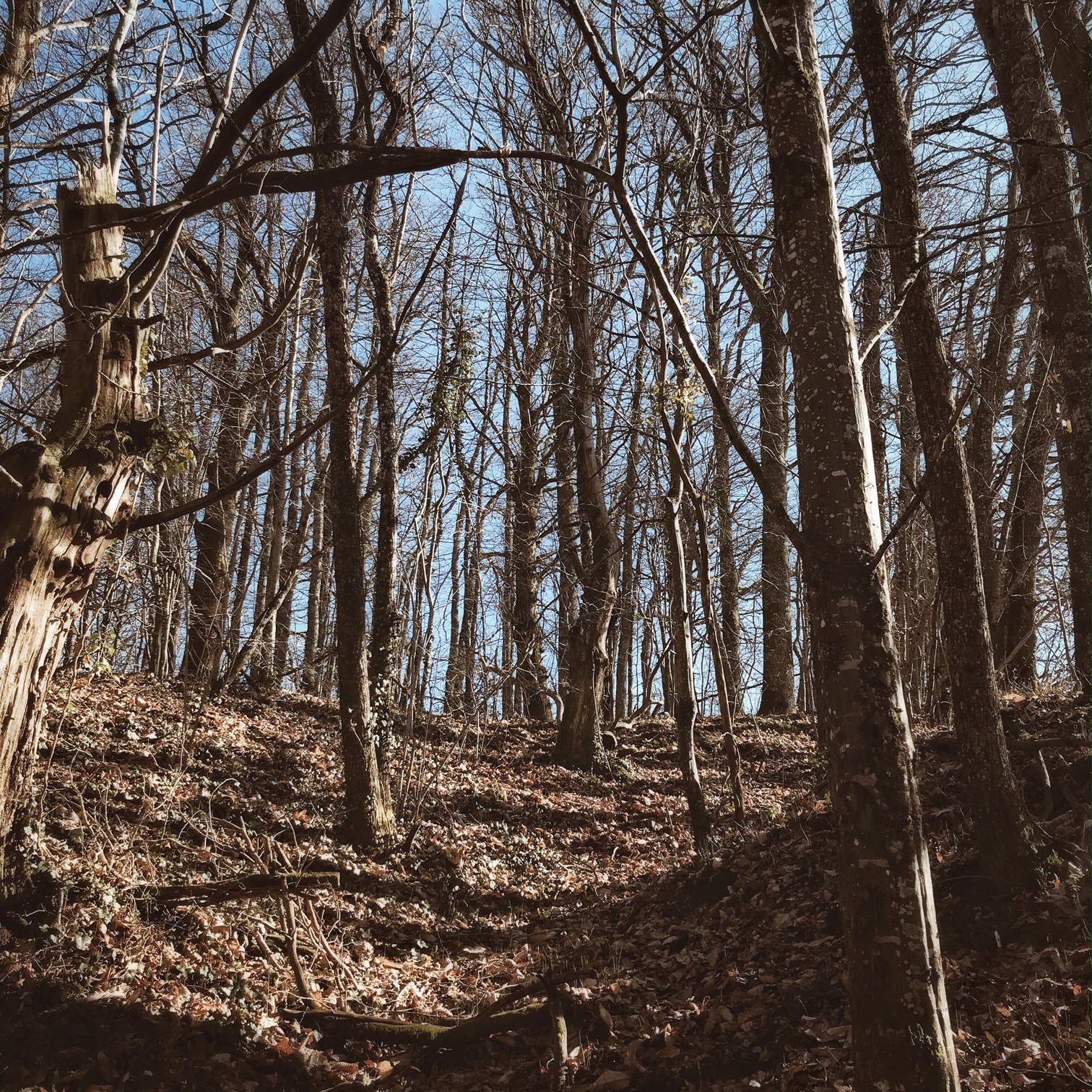 Bain de forêt
