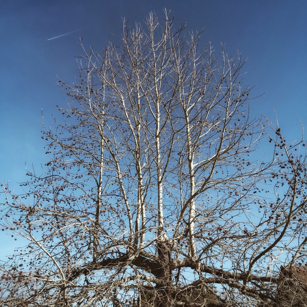 Les arbres, l&rsquo;hiver