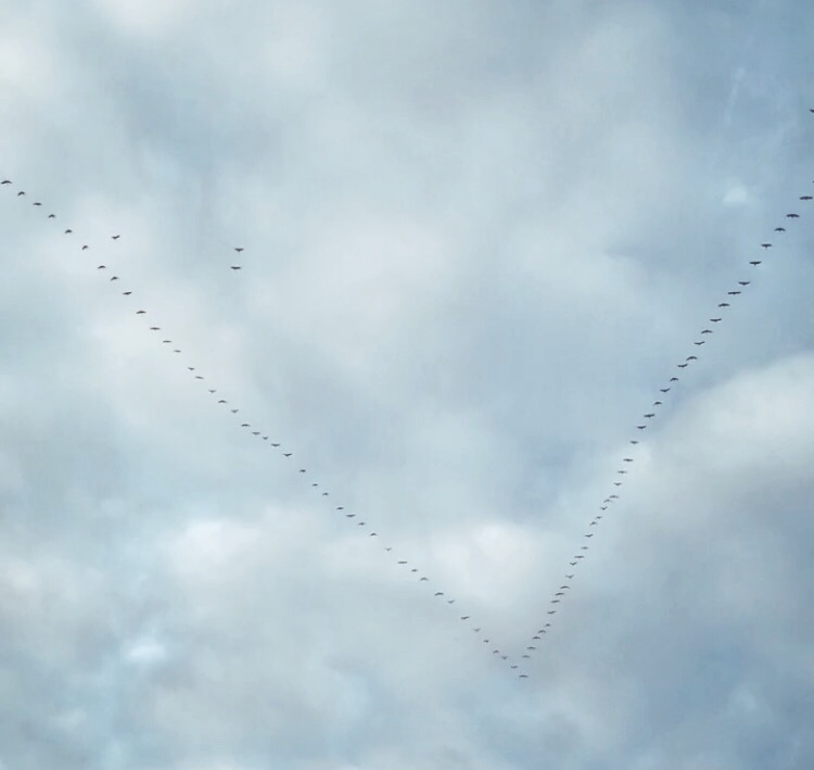 Regarder passer les grues annonciatrices du printemps