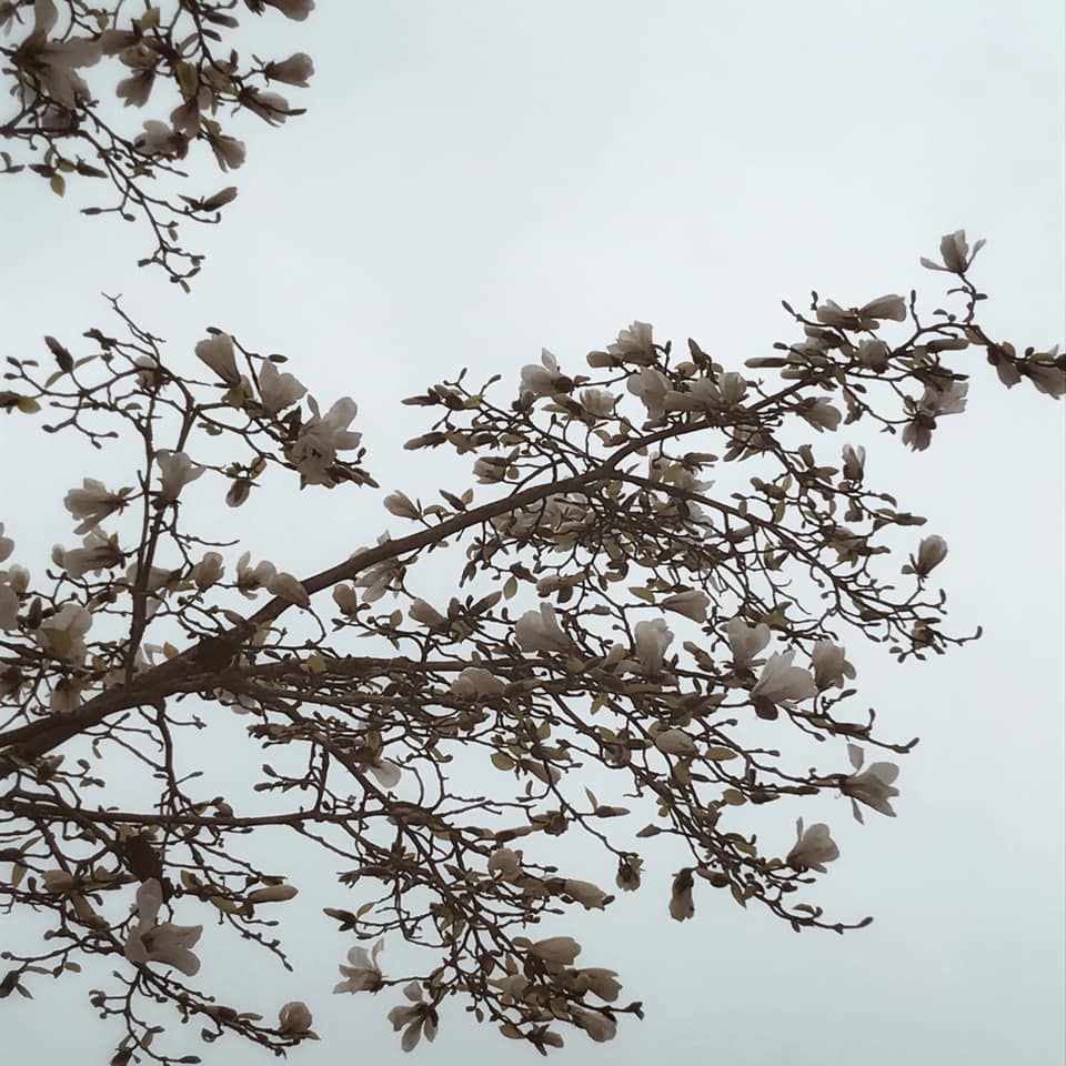 Instantané #72 (explosion poétique d'arbres en fleurs)