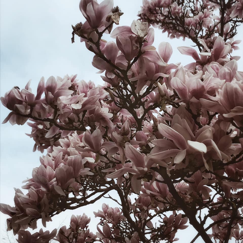 Explosion poétique d&rsquo;arbres en fleurs