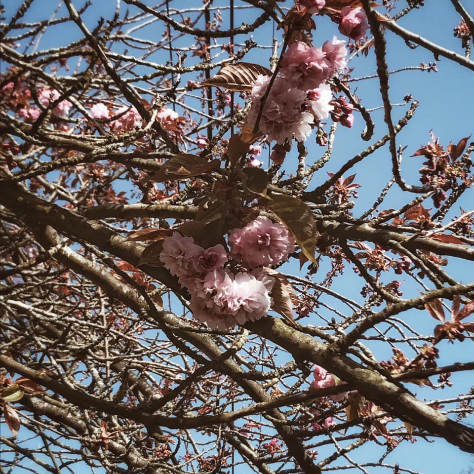 Instantané #72 (explosion poétique d'arbres en fleurs)