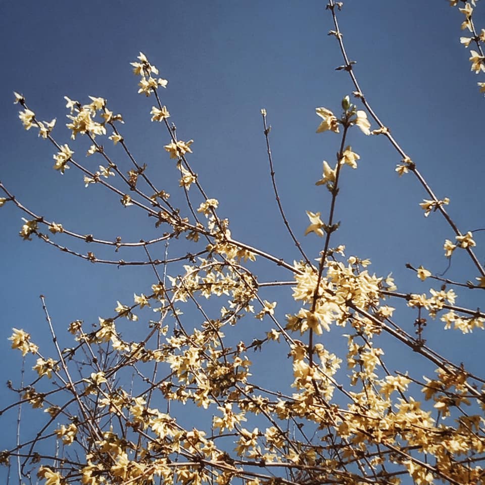 Instantané #72 (explosion poétique d'arbres en fleurs)