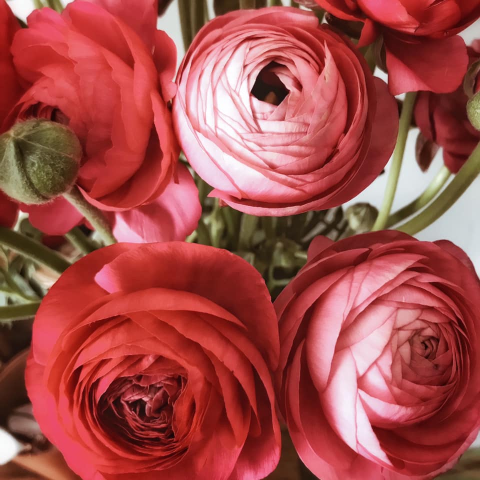 Bouquet de renoncules