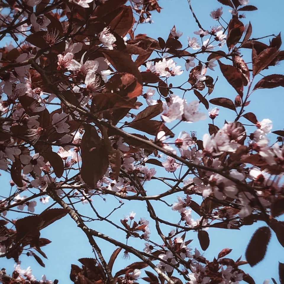 Instantané #72 (explosion poétique d'arbres en fleurs)