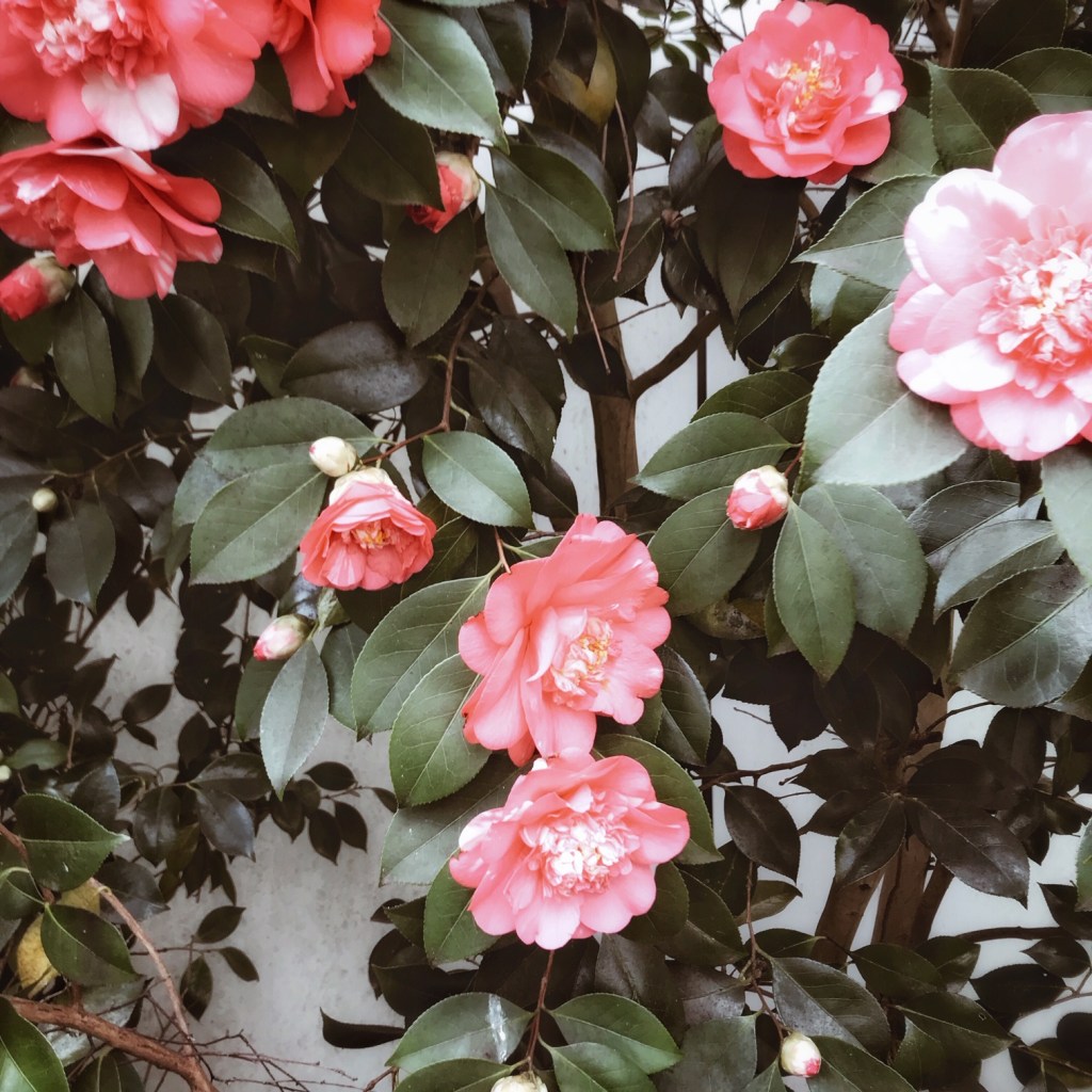 Les camélias ♥