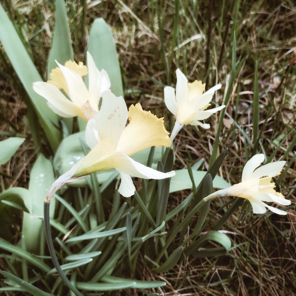 Les jonquilles du jardin