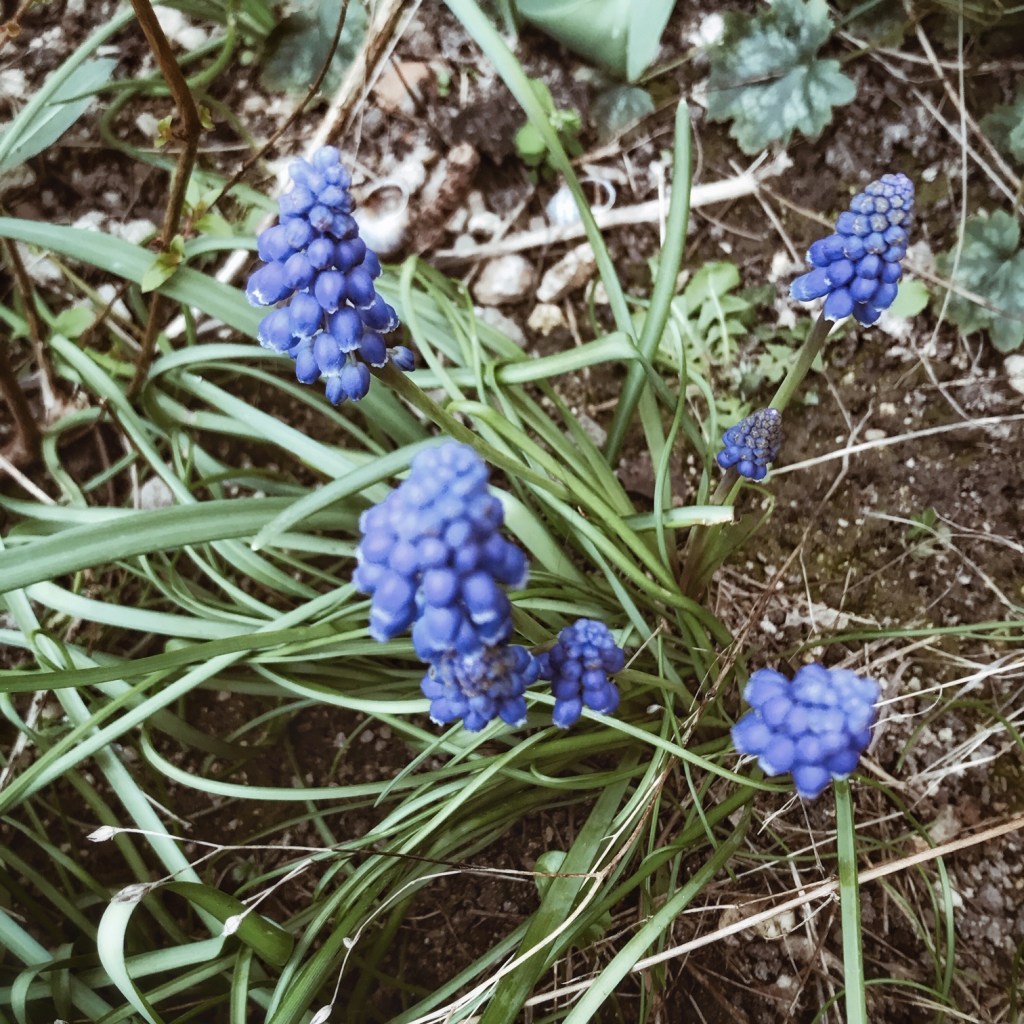 Fleurettes de printemps