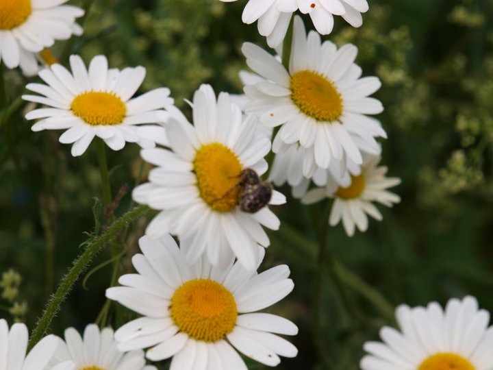 Bientôt de printemps (pornographie animalière)