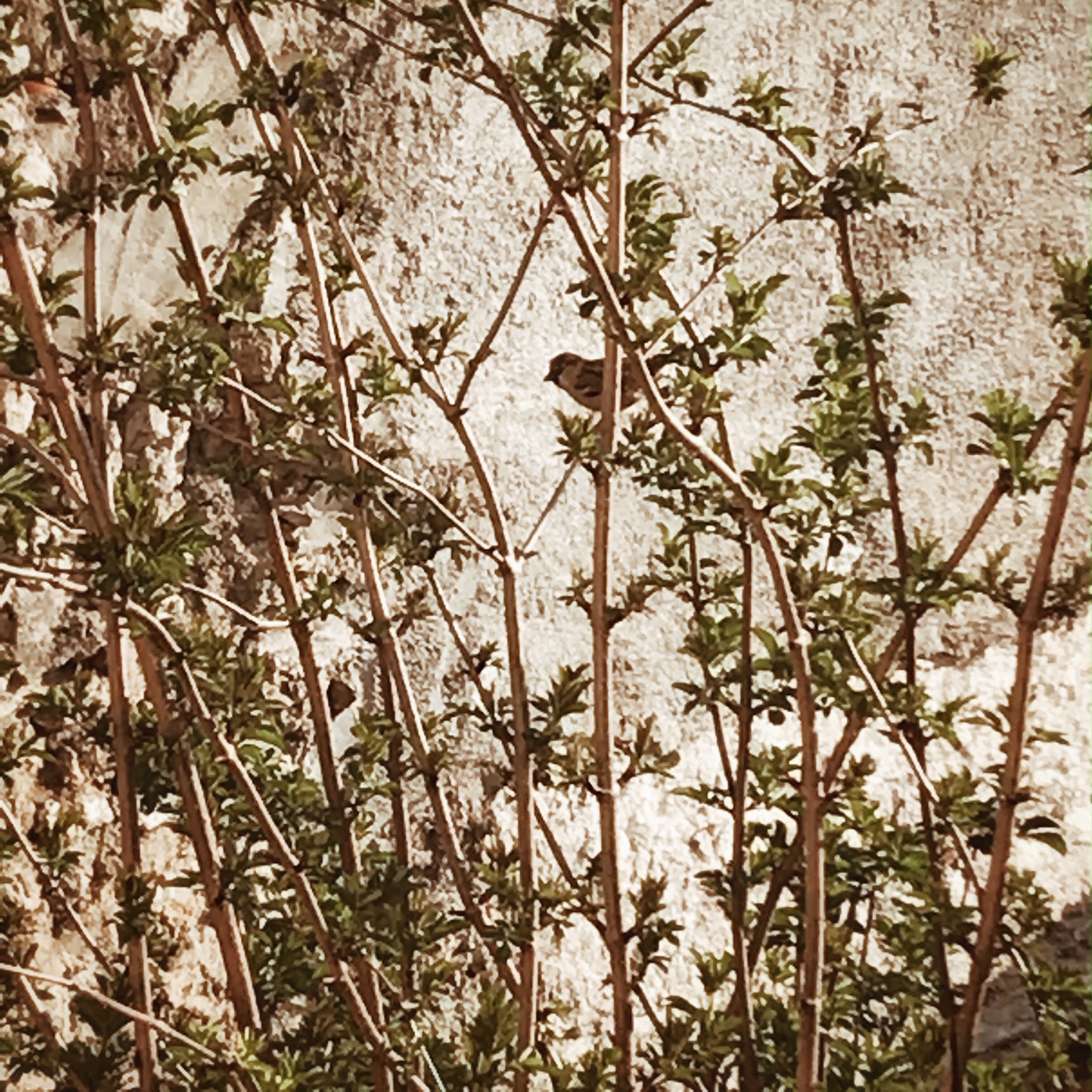 La fille qui parlait aux oiseaux