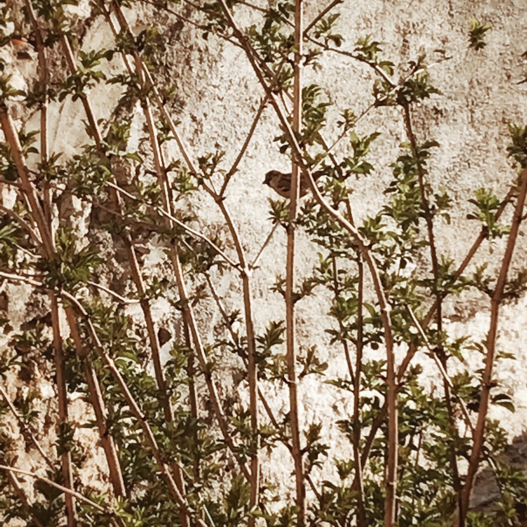 La fille qui parlait aux&nbsp;oiseaux