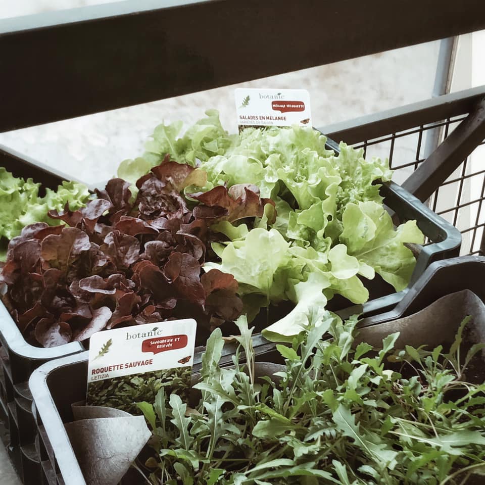 Manger les légumes qu&rsquo;on a cultivés