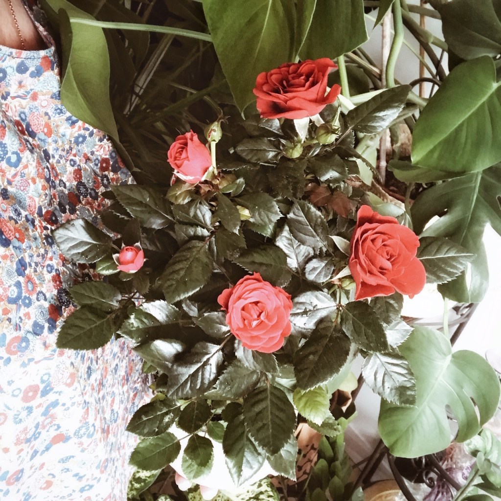 Un rosier porte-bonheur