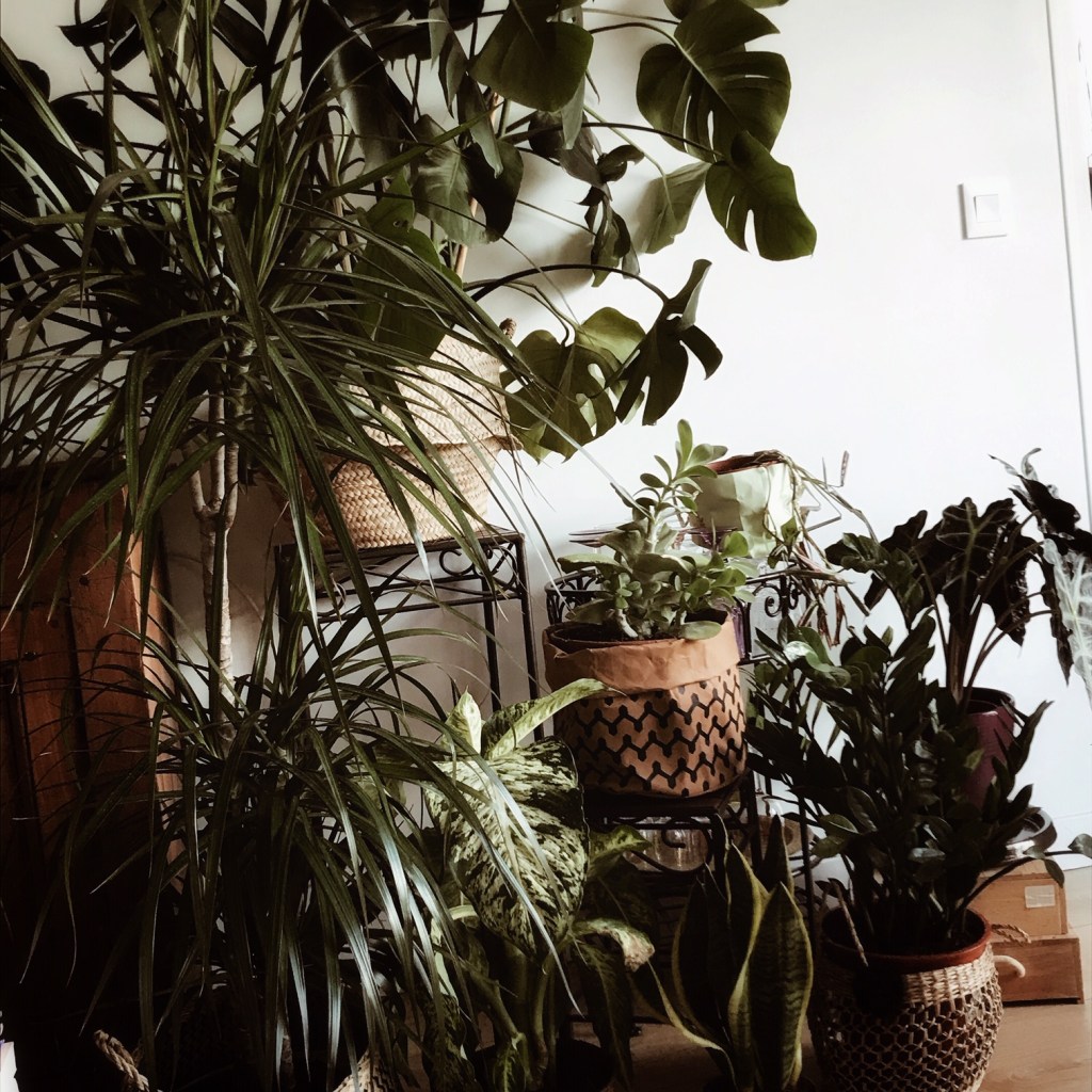 Rempoter les plantes