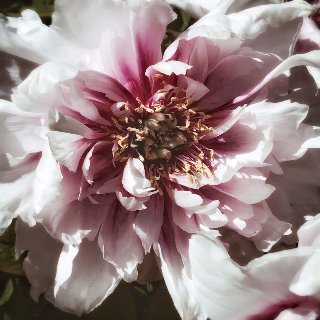 Pivoines ♥