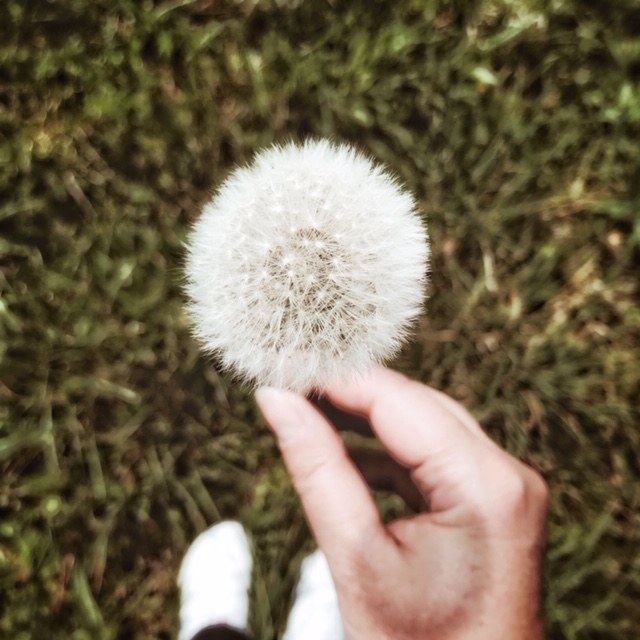 Graines de pissenlits