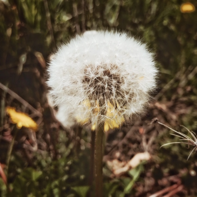 Graines de pissenlits
