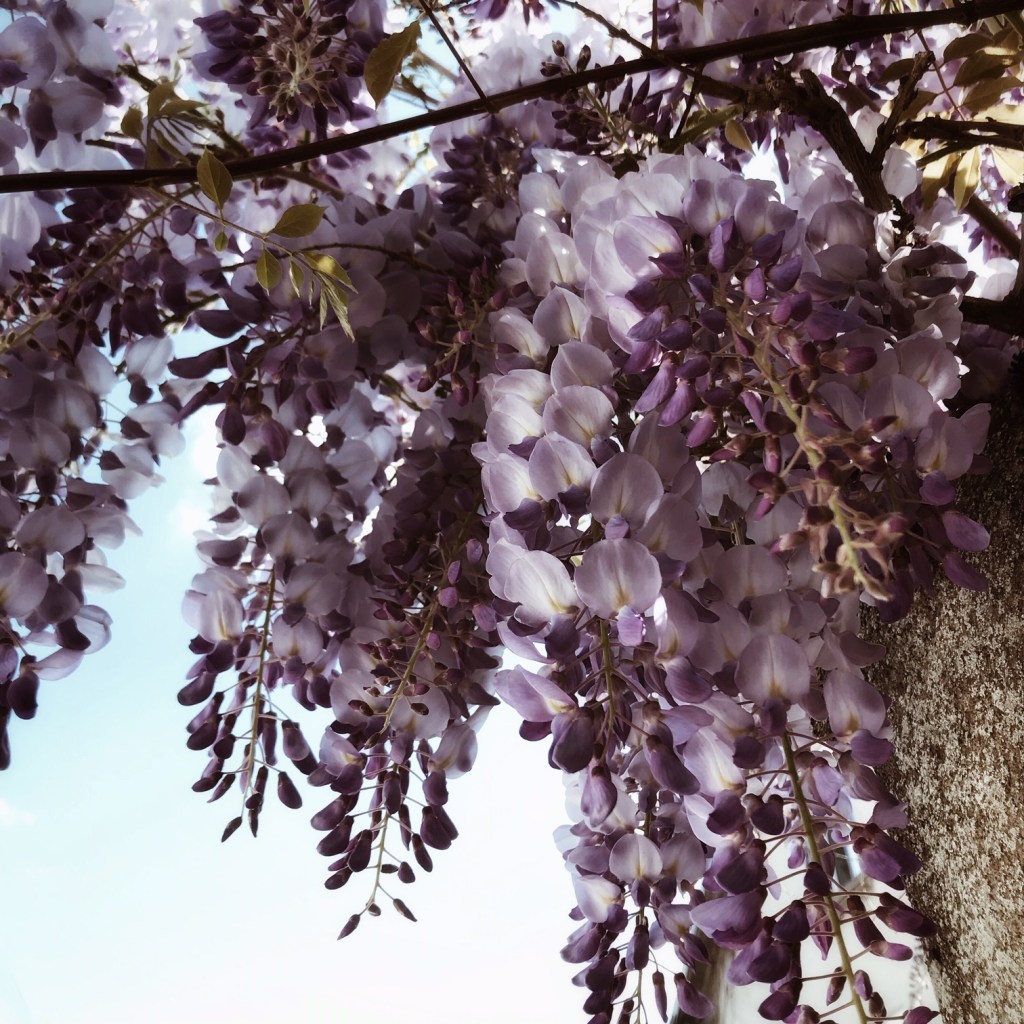 Glycine