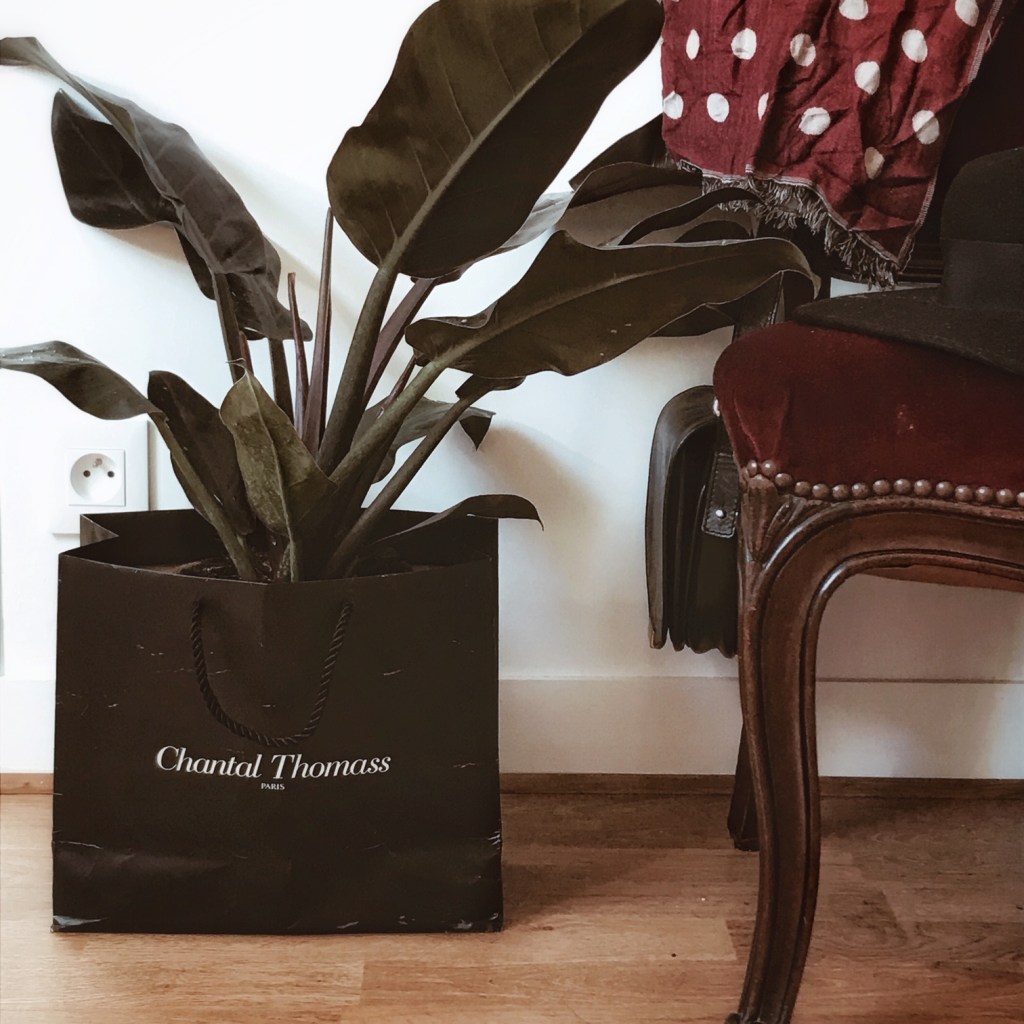 Nouvelle pensionnaire : un philodendron