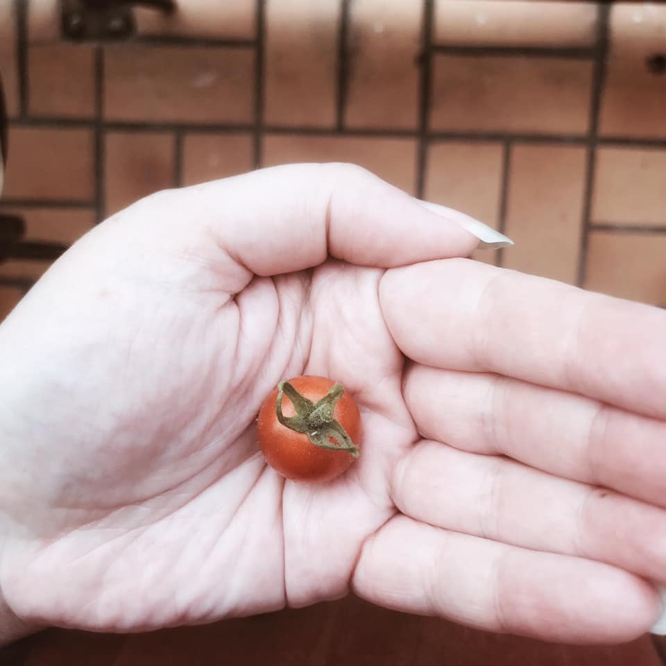 La première petite tomate