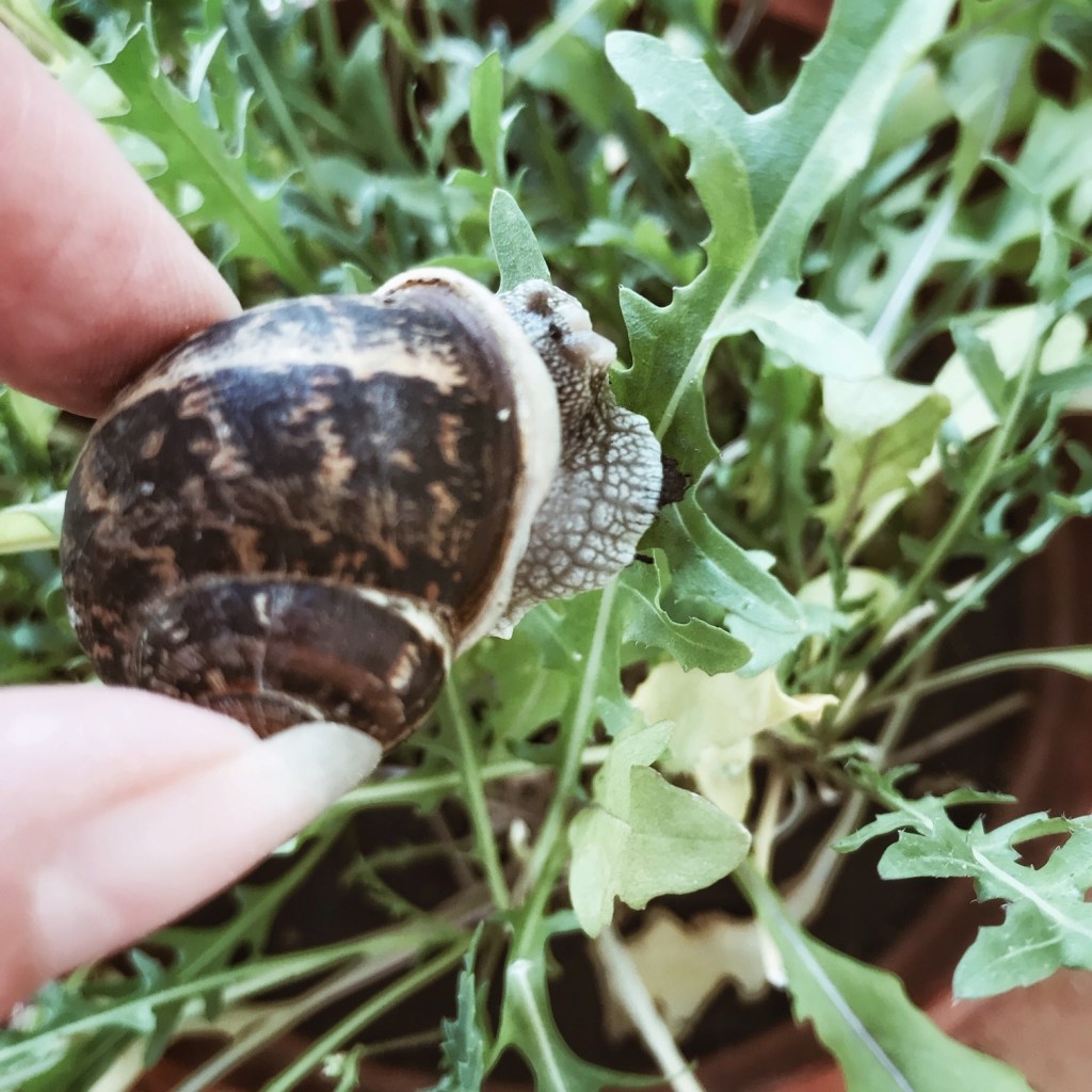 Un gourmand dans ma roquette
