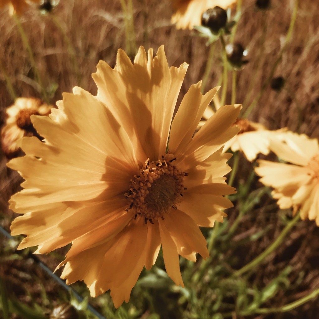 En mots et en images : juin&nbsp;2019