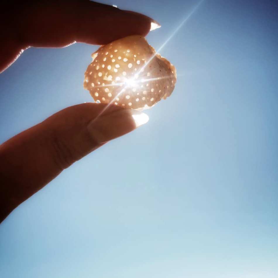 Coquillage en dentelle offert par une vague