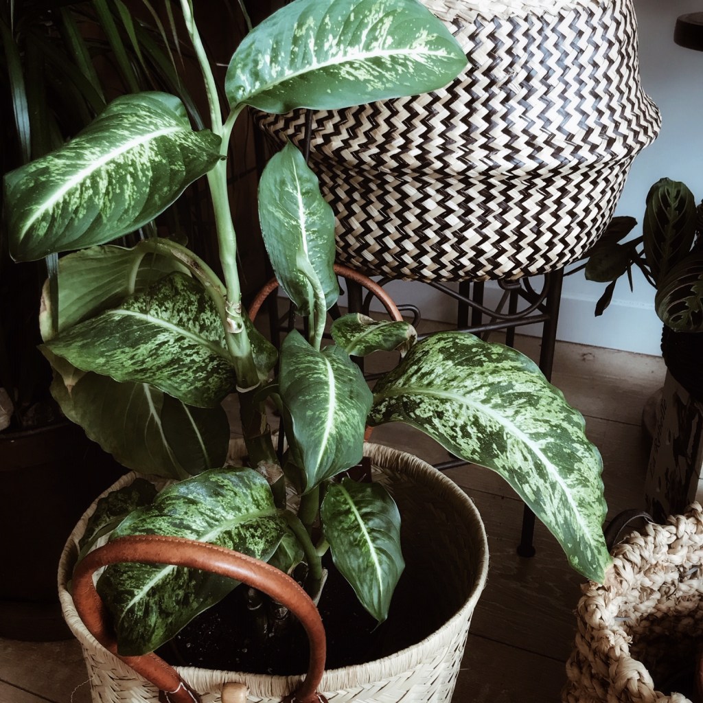 Silence, ça pousse !