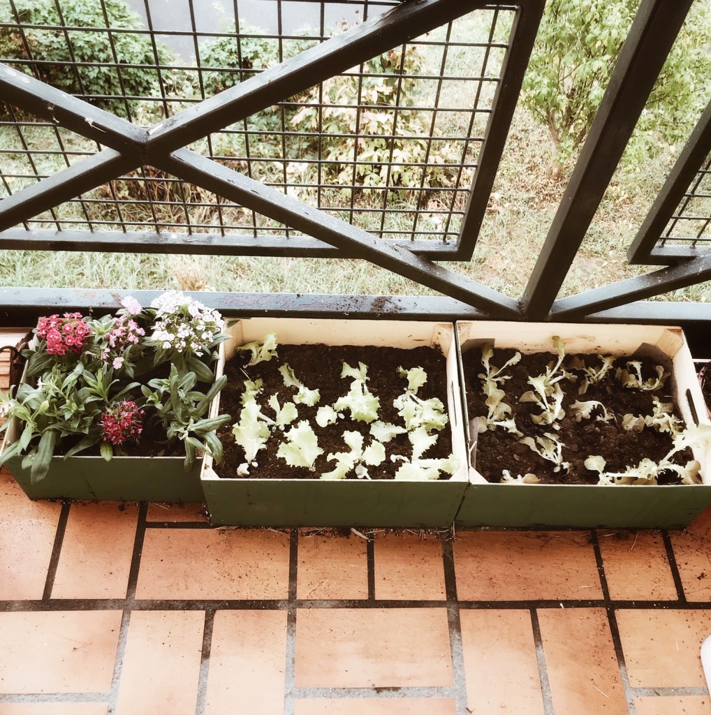 Plantations d'automne sur le balcon