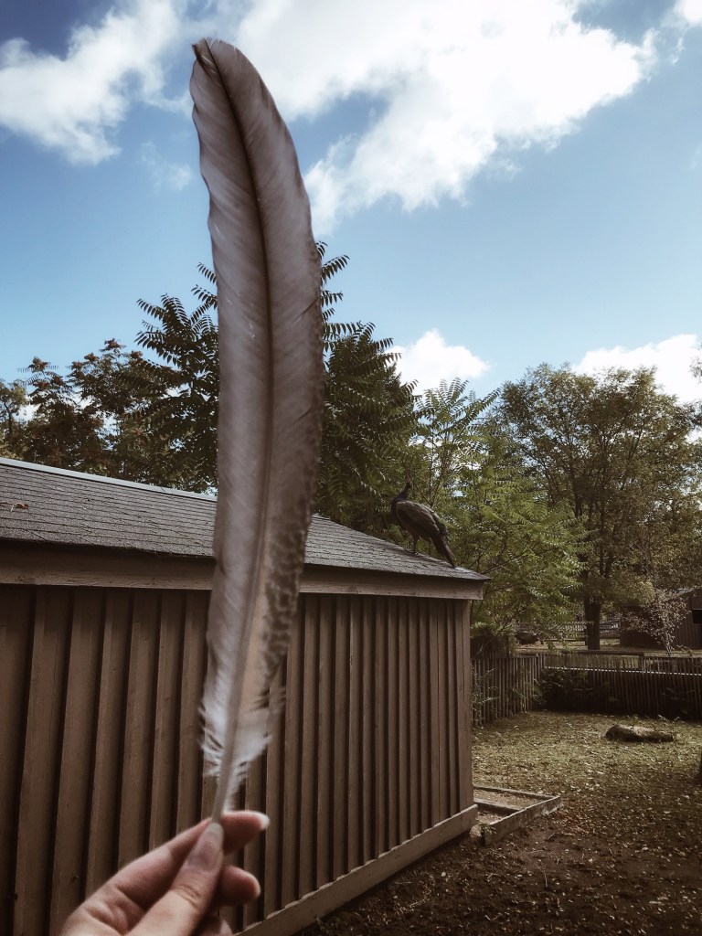 Remercier le paon qui m'a offert sa plume